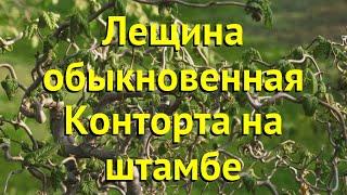 Лещина обыкновенная на штамбе Конторта. Краткий обзор, описание corylus avellana Contorta