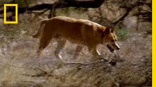 Kangaroo vs Dingo | National Geographic