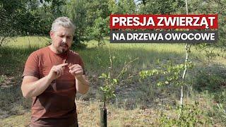 Presja zwierząt na drzewa owocowe