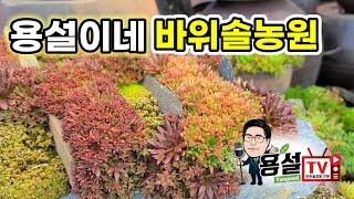 용설이네 바위솔농원 경기도 안성시 죽산면 장원남산1길98-10 010-2676-0794