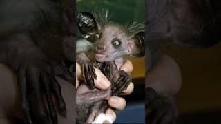 The 10 most unusual animals on the planet