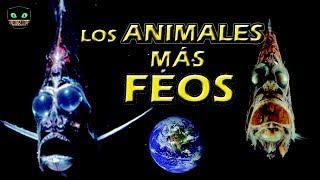 LOS ANIMALES MAS FEOS DEL MUNDO | Curiositop