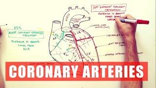 Coronary Arteries - Anatomy Tutorial