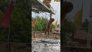 #funny  monkey #comedy #cat pap re 