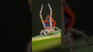 Nature’s Funkiest Dancer Is… a SPIDER?! ️#shorts