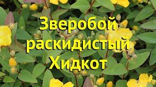 Зверобой раскидистый Хидкот. Краткий обзор, описание характеристик hypericum patulum Hidcote