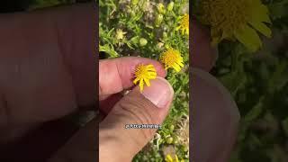 蓼子朴 沙漠里的小菊花，菊科植物无处不在啊。头状花序，一招鲜吃遍天。#自然奇境科普季