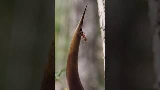 Ants Living in GIANT SPIKES??