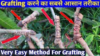 आम पर कलम करने का सबसे आसन तरीका। || Very Easy Method For Mango Grafting.