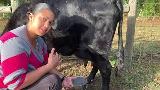 How to Milk an Irish Dexter Cow- Crafty Gemini Homestead
