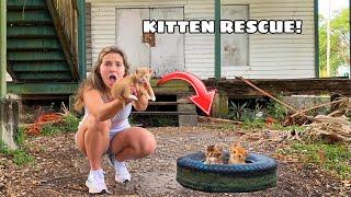 RESCUED KITTENS FOUND AT ABANDONED HOUSE!