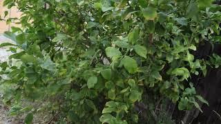 My lemon tree and fruits growing + More