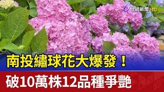 南投繡球花大爆發！ 破10萬株12品種爭艷