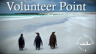 Discover Volunteer point and the King penguin's new born chicks! The Falklands