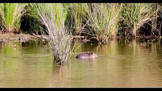 Canon R5/ RF 100-400 - Some wildlife I saw at the Seabrook Wildlife Refuge in Southwestern Texas