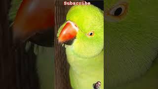 Parrot #parrot #mojmasti #funny #comedy #shorts#video