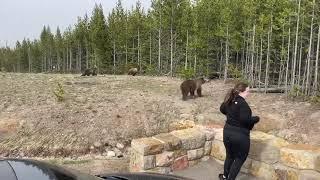 Bear Charges Towards Woman at Yellowstone National Park