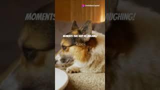 Pawsome Moments for Dog Lovers!