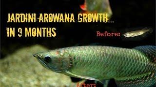 Jardini Arowana Growth| 9 Months in 3½ Minutes