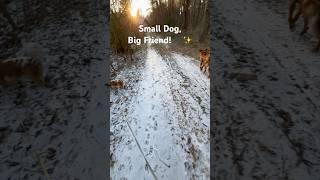Cavalier Spaniel & Belgian Malinois: The Cutest Walking Duo!  #shorts