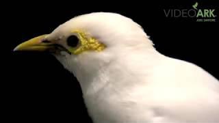 A critically endangered Javan black-winged starling (Acridotheres melanopterus)