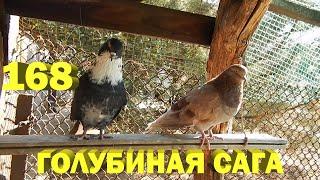 Где голубь Тоша? - Голубиная сага - Серия 168 (Columba)