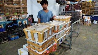 Terbaru baru datang tledekan - anis merah - anis kembang - cendet - jalak - murai medan - DLL