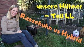 unsere Hühner Teil 44: Rassehuhn versus Hybrid - Vorteile, Nachteile und überhaupt