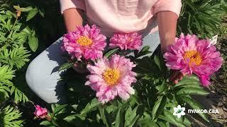 Circus Circus peony.  Циркус Циркус пион. Пулков сад (2022 г)