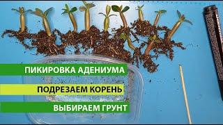 Пикировка Адениума, как подрезать правильно корень, выбираем грунт для пересадки Адениума