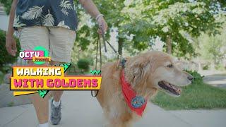 Walking with Goldens: A Therapy Dog Documentary | Anoka, MN | QCTV