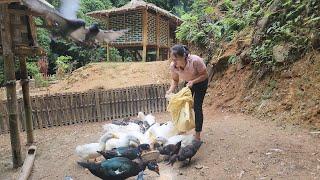 Gardening and cooking on the farm, everyday life - Lý Thị Viện