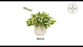 Хоста Wheee!