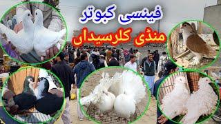 Fancy Pigeon Market Kallar Syedan | Today Latest Update Fancy Kabootar Market Price 11/3/2025