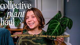 five new plants i haven't shown you yet!! | collective plant haul