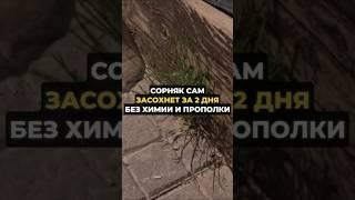 Сорняк засохнет через 2 дня #дача #огород #сорняки
