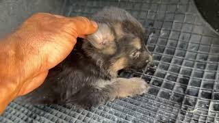 They Found One More Tiny Puppy On the Road! - Takis Shelter