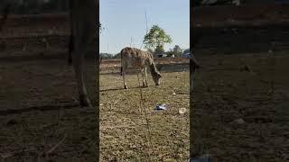 Cow eating grass video | sound effect #animals #cow #viralvideo