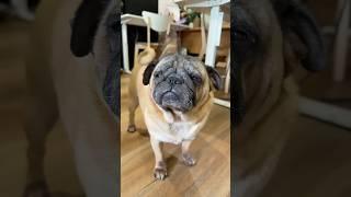 Oops I farted again  #puppy #pets #cute #pug #cutedog