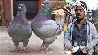 King Pigeons Show In Cage | Best & Biggest Pigeons Market Of Kolkata Shyambazar  -Sunday