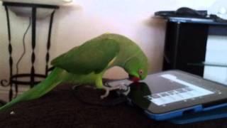 Indian ringneck parrot talking