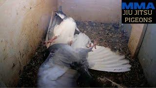 Craziest Pigeon MMA Fight EVER! Pigeon (gray) tries to take nest over, but Dad (white) to the rescue