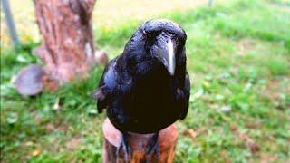 How smart are crows?