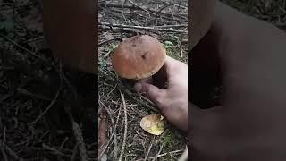 boletus edulis 22.08.2023 long-legged porcini#mushroom #boletus #fungi #porcini #nature #steinpilze