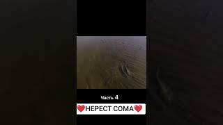 НЕРЕСТ СОМА часть 4. Catfish spawning. Wels laichen.               озвучка- #@VitaliDalke