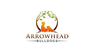 English Bulldog | About Arrowhead Bulldogs LLC