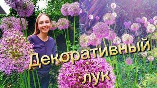 ДЕКОРАТИВНЫЙ ЛУК АЛЛИУМ В САДУ: ПОСАДКА И УХОД / Allium in the garden