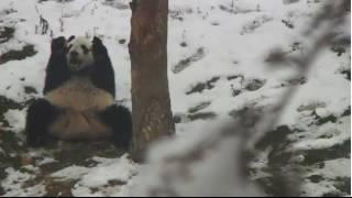 Explore org Wolong Grove Panda Cam Xin Xin eats panda bread in snow