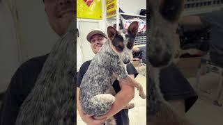 Honey girl #blueheeler #spoiled #dirttrack #dirtcar #racing #doglife