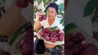 Merge variety of quality fresh natural tasty fruits#fruit #nature #garden #gardening #vegetables